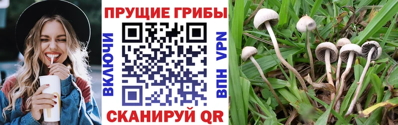 Купить где  Богородицк  Псилоцибиновые грибы мухоморы 